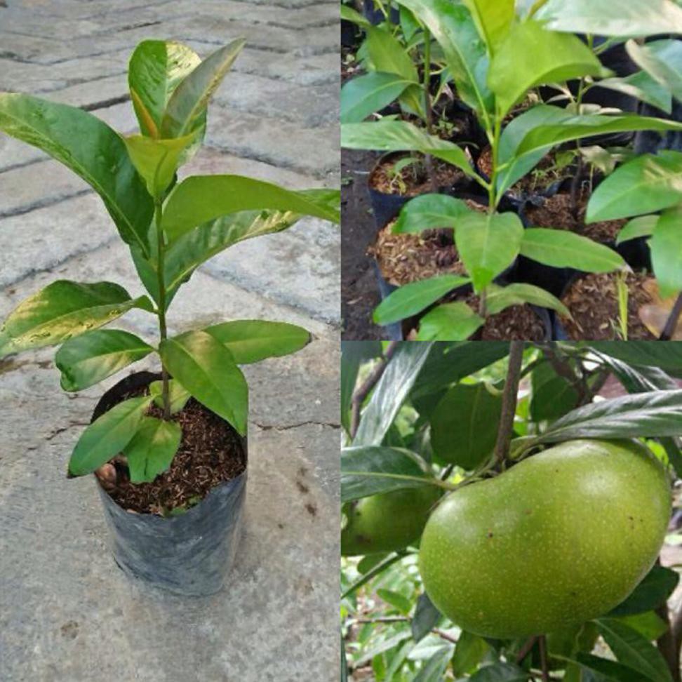 KW ASLI BIBIT BUAH BLACK SAPOTE JUMBO @_#