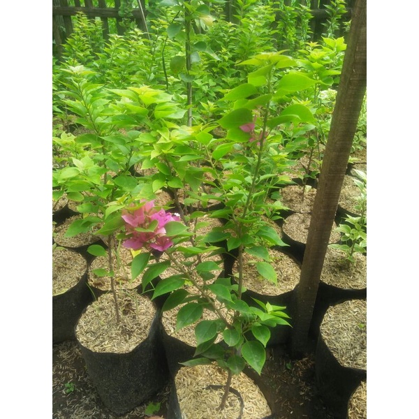 bogenvile Singapur ori merah fanta daun ijo