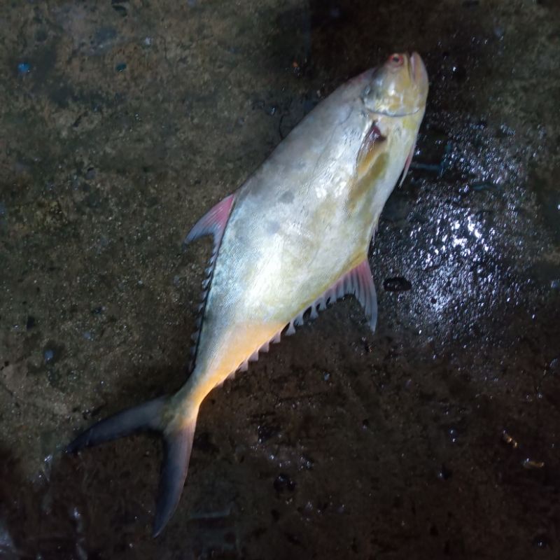 

Ikan Talang Talang Ikan Laut Hasil Laut Segar Seafood 1 Kg BERGARANSI