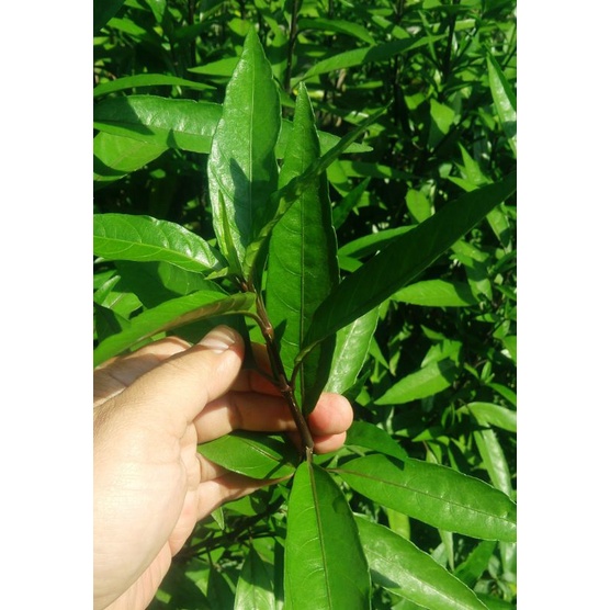 Tanaman gandarusa obat herbal
