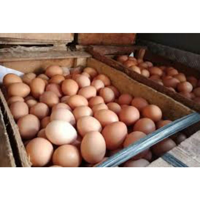 

telur ayam
