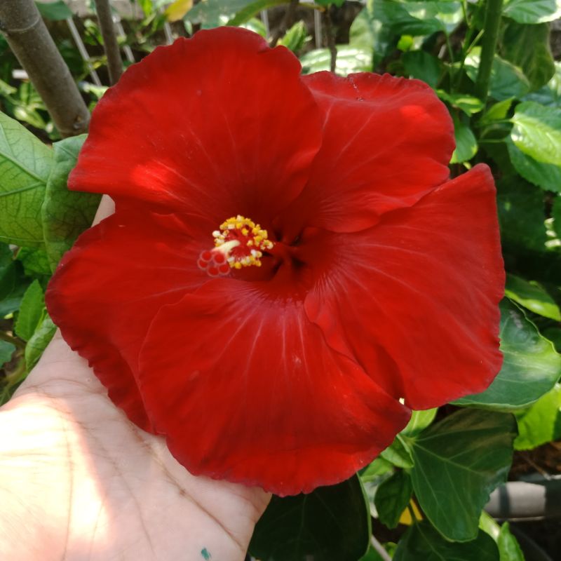 bibit tanaman hias kembang bunga sepatu hibiscus merah jumbo mengkilap