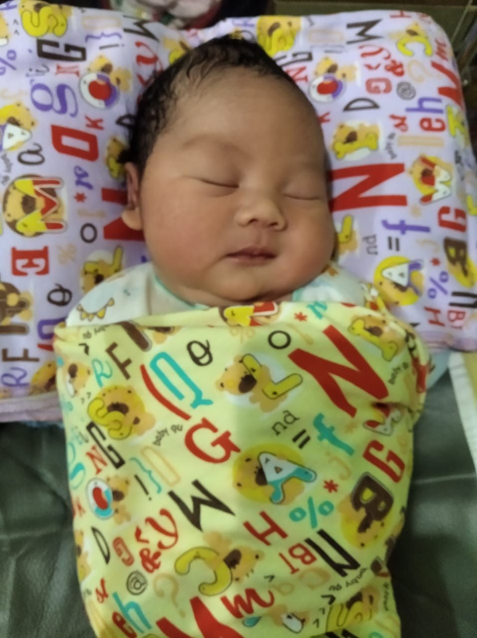 Caladium Keladi Wayang