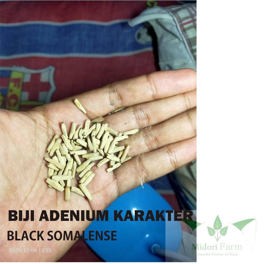 Biji Adenium Karakter Black Somalense (Per Paket)