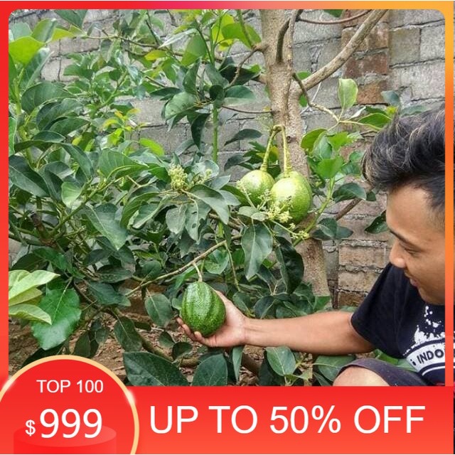 Paket bibit alpukat isi 3 jenis hasil okulasi