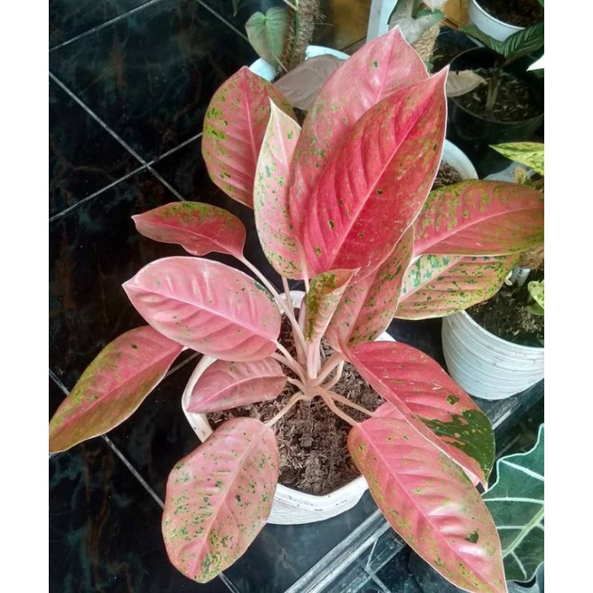 Tanaman hias daun hijau merah Aglo Aglonema Big Roy/Lulaiwan merah indukan