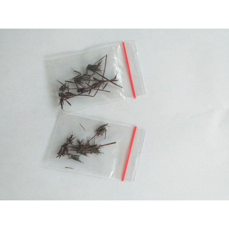 Bibit Pohon Biden Pilosa/Benih/Biji/Ecoprint