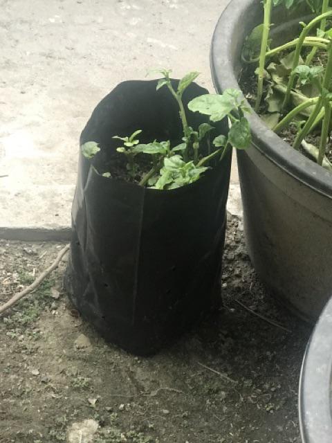 Polybag Kualitas Kw 35 X 40 | 10lmbr