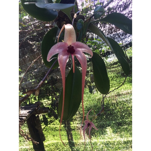 Bulbopyllum ecinolabium