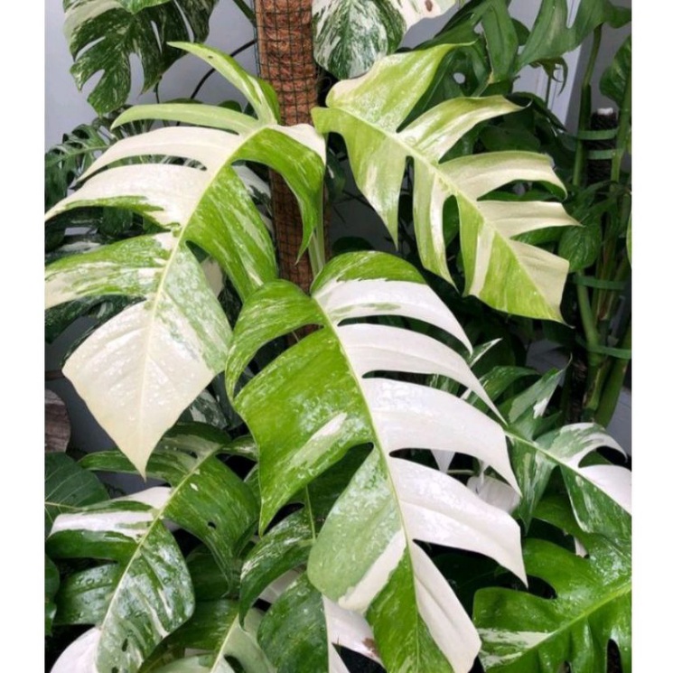 Epipremnum Variegata