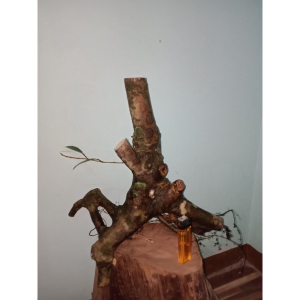 bahan bonsai amplas putih