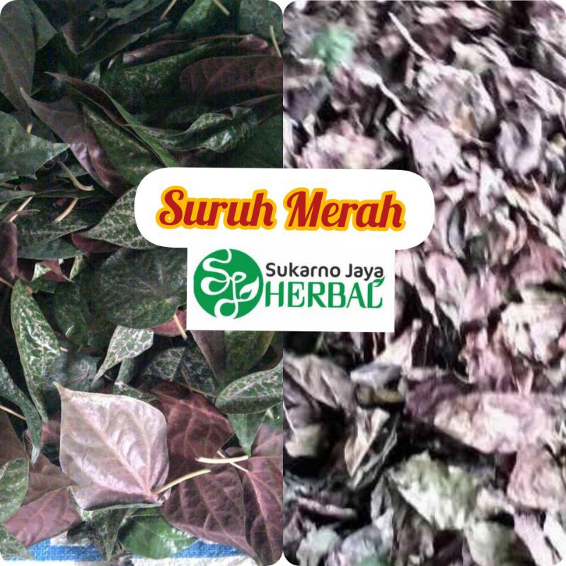 

Sirih Merah Kering 500gram
