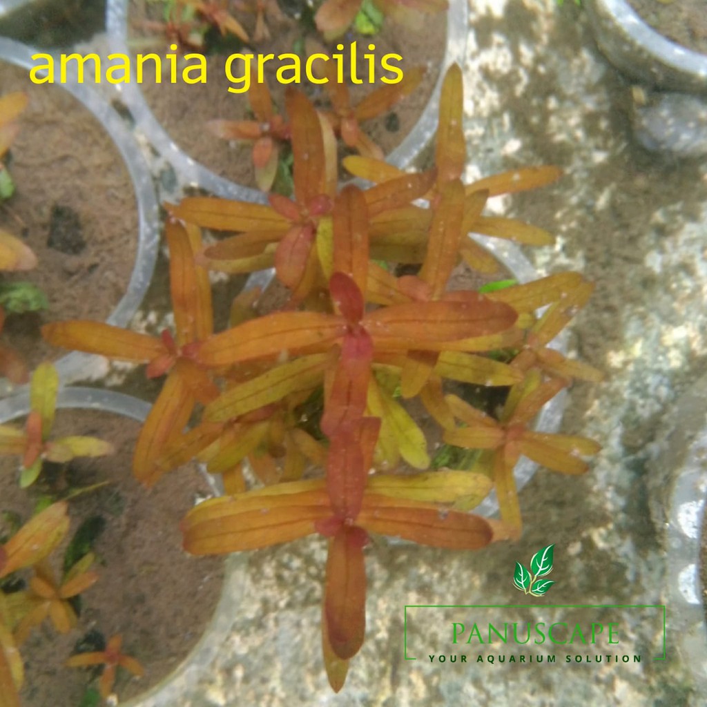 

Amania Gracilis