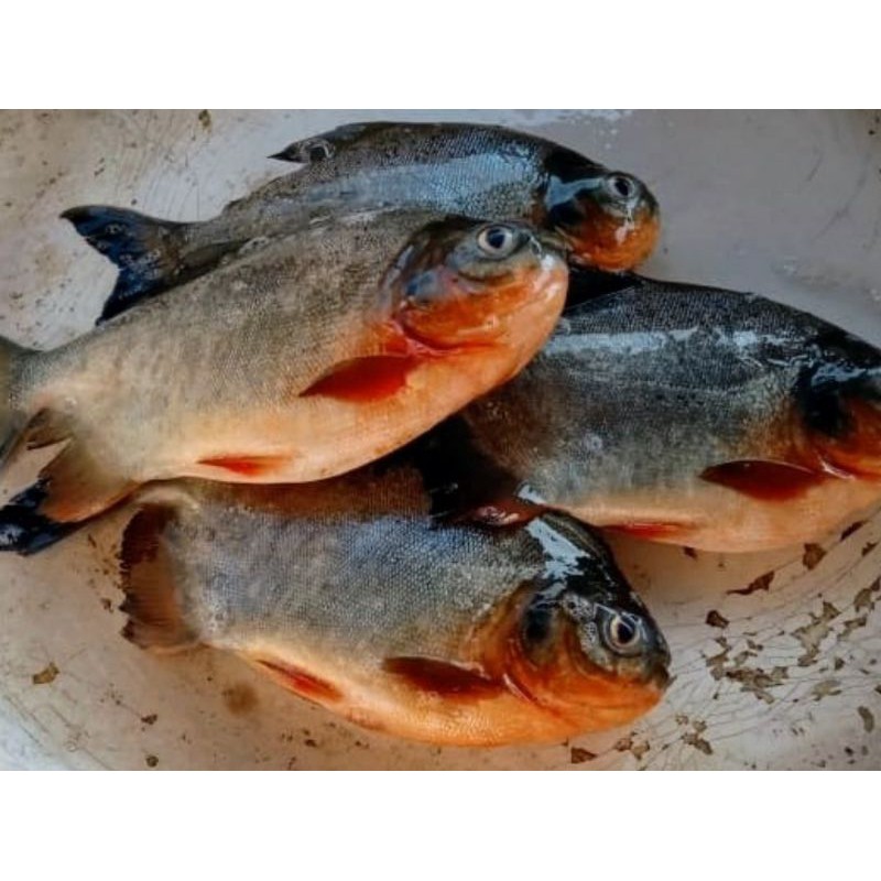 

Ikan Bawal air tawar 1 Kg Fresh