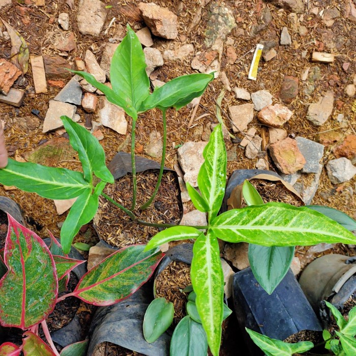 SYNGONIUM PODODHYLLUM SCHOTT TANAMAN HIAS BUNGA SYNGONIUM  FIVE FINGER VARIGATED BATIK MURAH