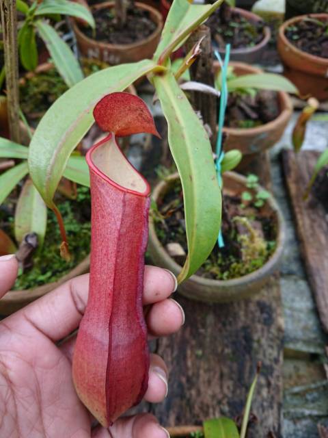 Nepenthes rawatan