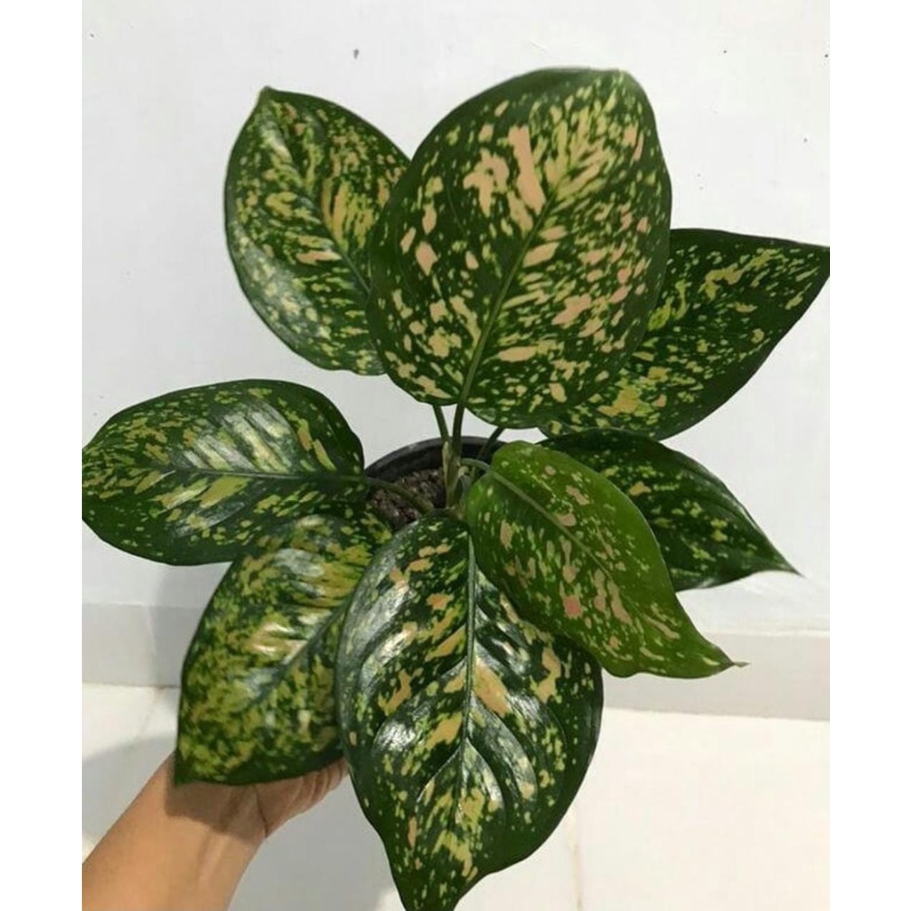 Aglonema Ruby / Aglonema Ruby Chiangmai / Aglonema Ruby Murah