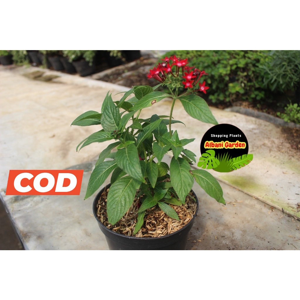 Tanaman hias outdoor tahan panas untuk taman yang berbunga Bunga Pentas egyptian star Flower