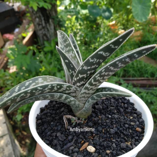 Lidah Buaya/ Keluarga Kaktus Sukulen/ Aloevera/ Aloe Tiger