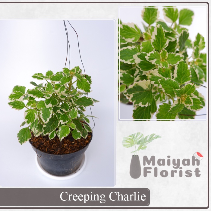 Creeping Charlie Gantung Variegata - Tanaman Hias