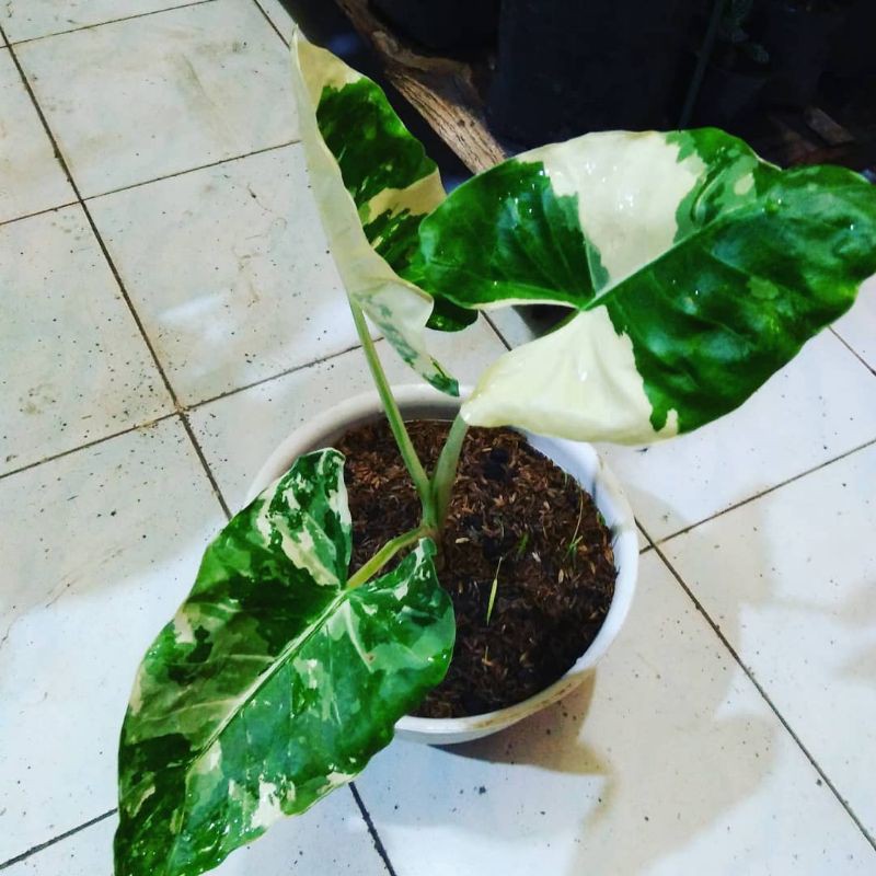 Keladi Varigata