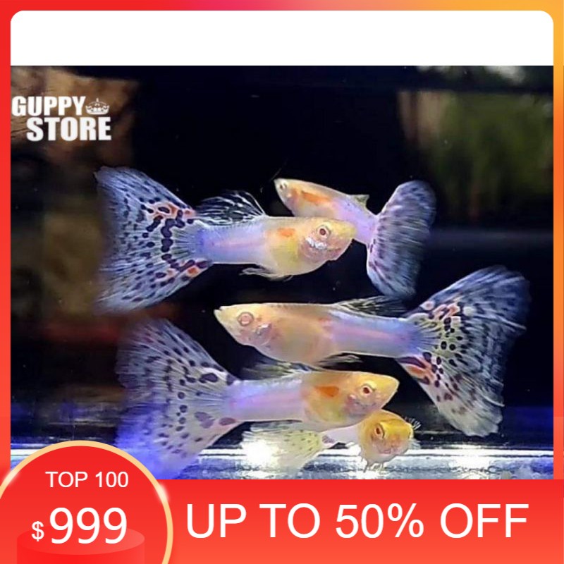 Ikan Guppy Japan Blue Mosaic ikan hias  aquascape aquarium