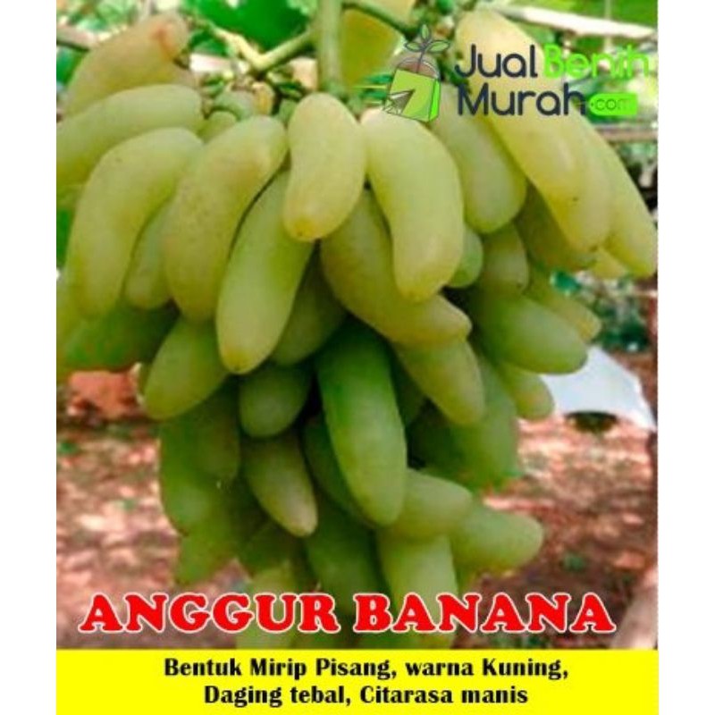 bibit anggur banana_bibit anggur impor