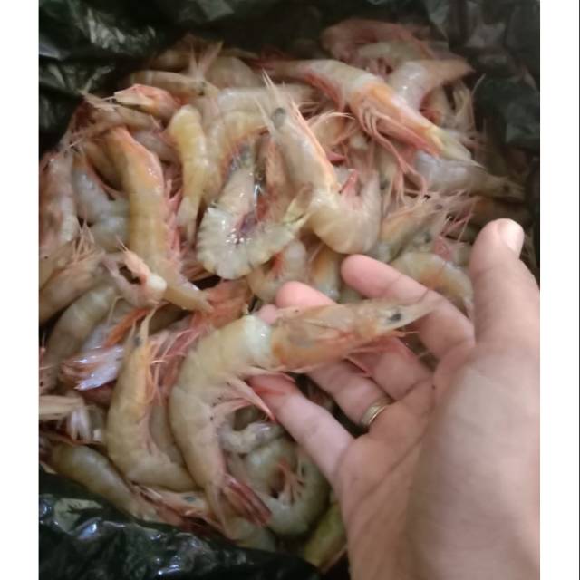 

UDANG LAUT/ Udang merah/ Udang dogol FRESH SIZE SEDANG 500-1000Gram