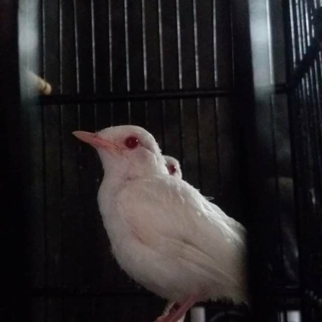 Murai batu medan albino sepasang