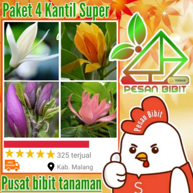 paket 4 bibit kantil KANTIL PUTIH kantil kuning KANTIL MERAH kantil ungu