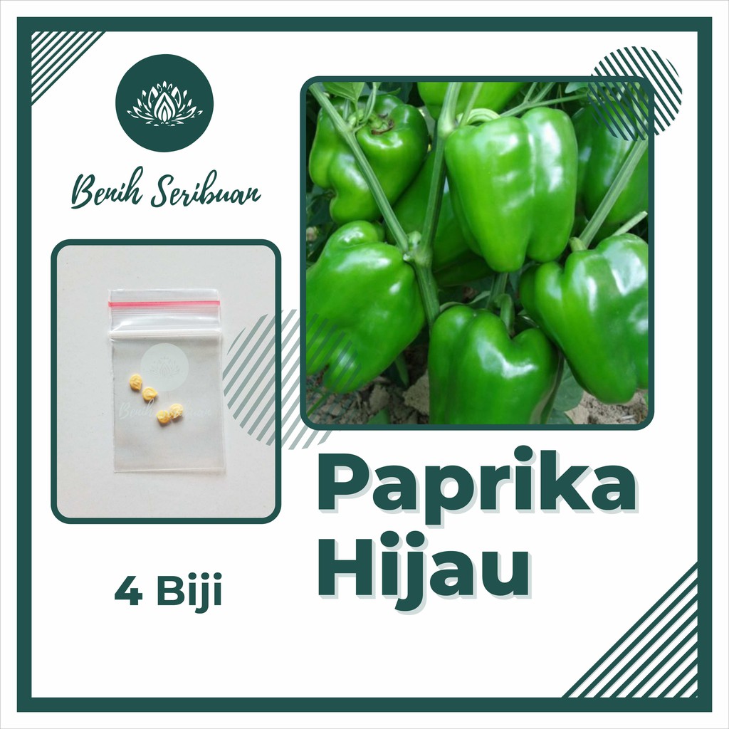 Jual Bibit Paprika Hijau 4 Benih Sayuran Paprika F1 Hibrida Super Beauty Bell Sayur Known You