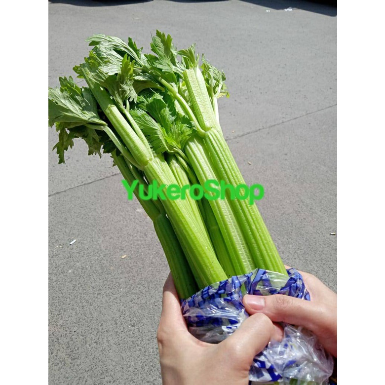 

RB Celery Stick Import / Seledri Impor Fresh per 10 KG