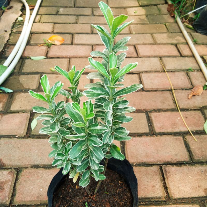 Tanaman hias Taiwan lipt euonymus japonicus