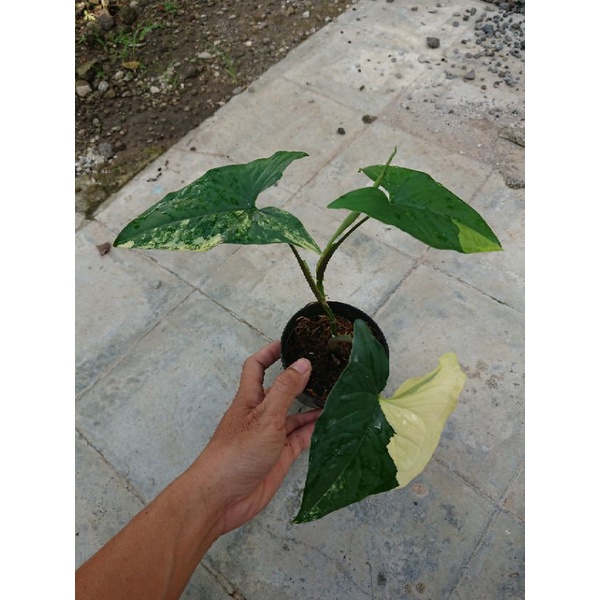 Syngonium variegata yellow | varigata kuning