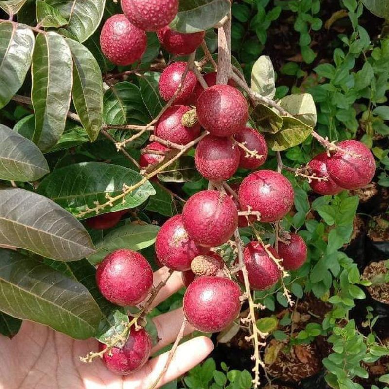 

Kelengkeng merah/red ruby longan