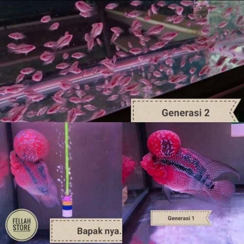 Burayak ikan louhan / louhan SRD dan SRM ukuran 2-4 cm /ikan lohan