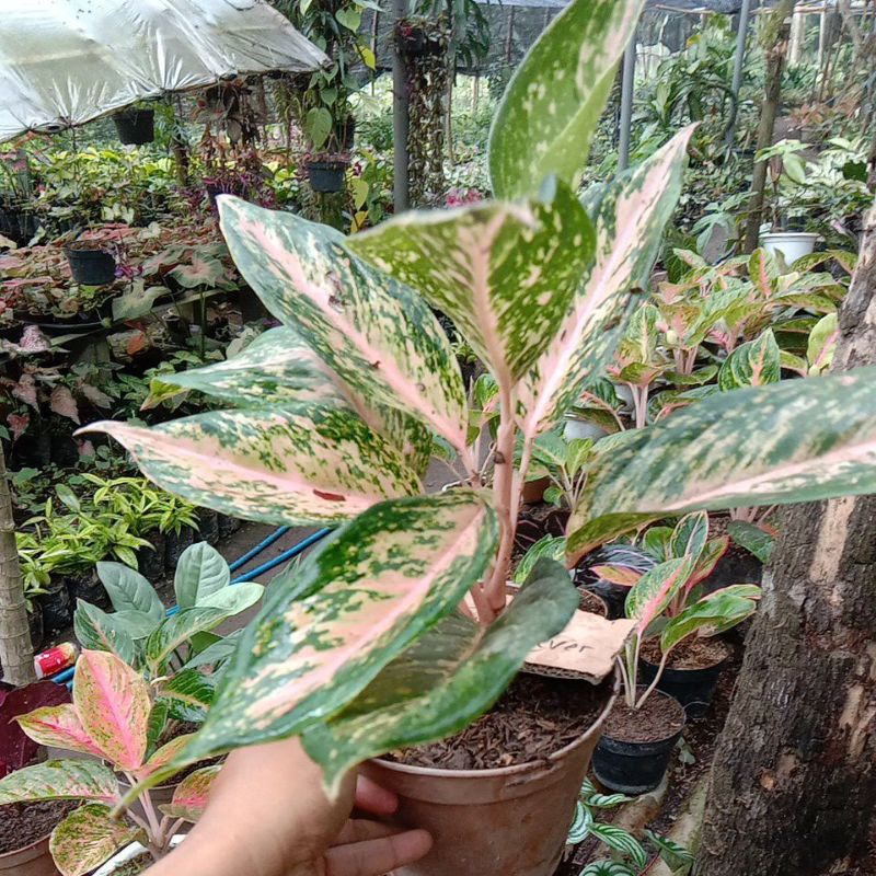 Aglonema silver bell