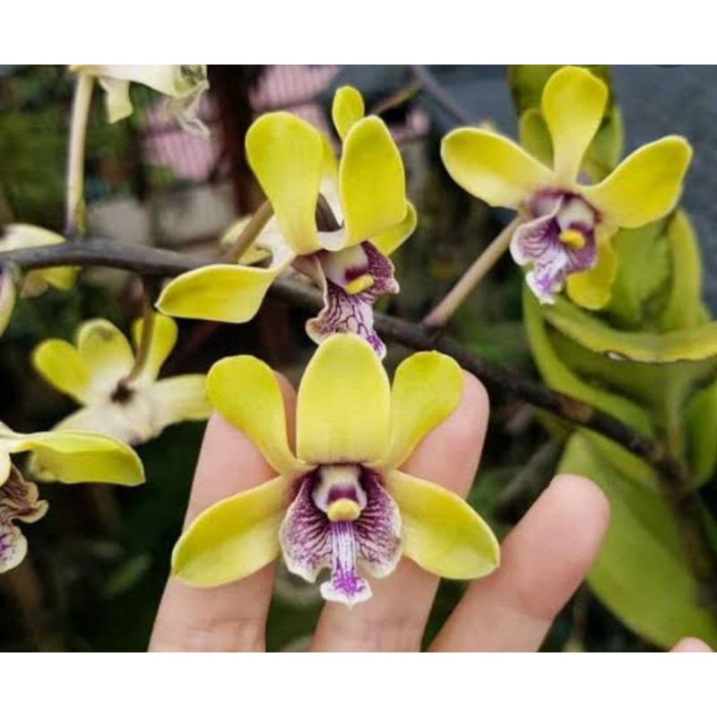 Remaja dendrobium besi Anggrek Dendrobium Keriting Melintir Seedling Dendrobium Pra Remaja Usia 10 s