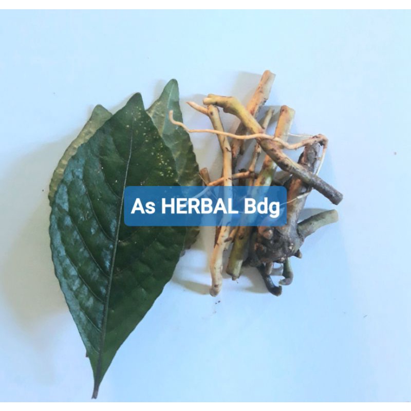 

Khusus akar keji beling pecah beling segar 200 gram-az