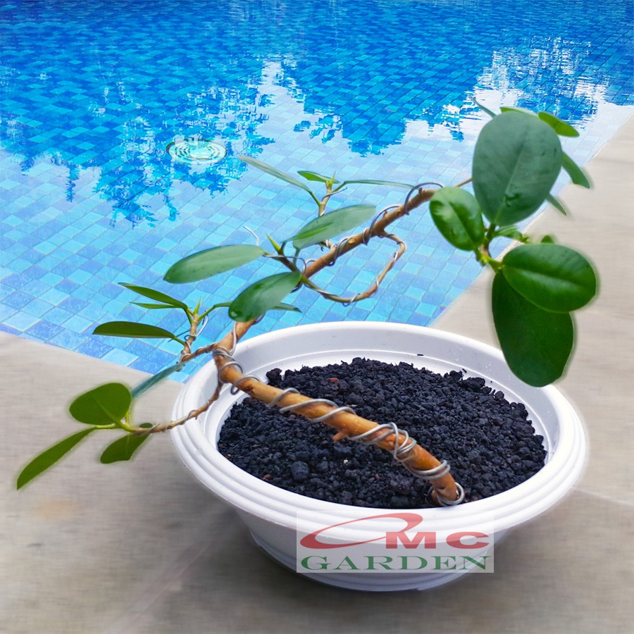Tanaman Hias Pohon Bonsai Mame Beringin Korea Mini Dolar B-BK-007
