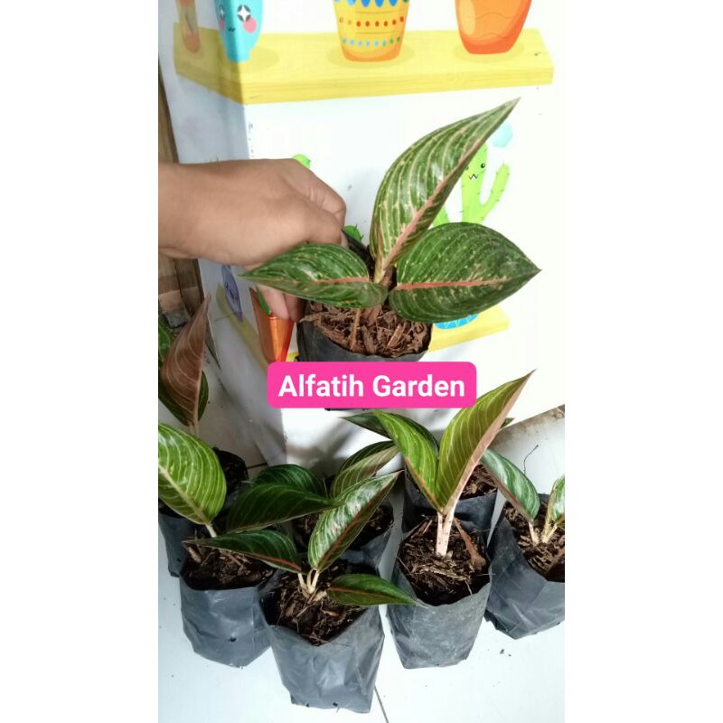 Tanaman Hias Aglonema Red Sumatra-PROMO RED SUMATRA-Red Sumatra PROMO Termurah Aglonema Red Sumatra