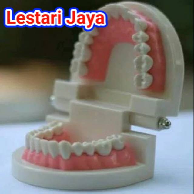 Torso gigi palsu alat edukasi pendidikan