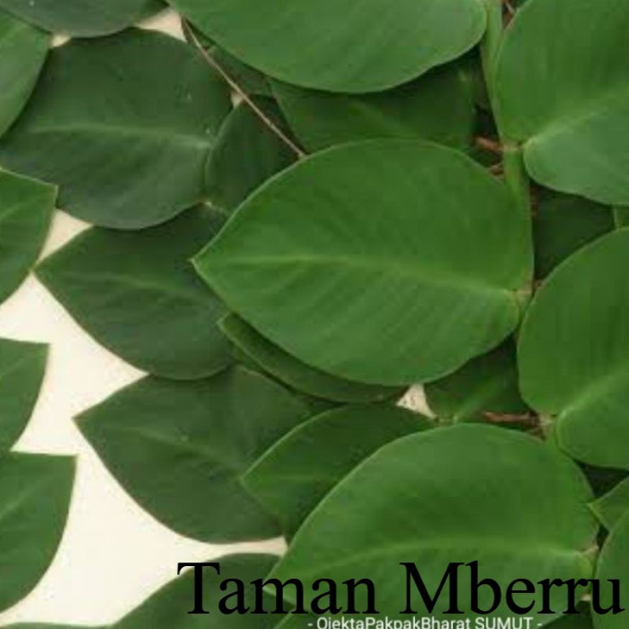 Rhaphidophora korthalsii#Tanaman Merambat Hutan#Tanaman Bunga & Tanaman