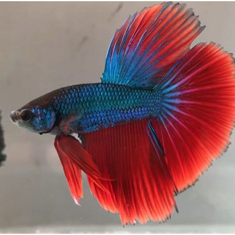 ikan cupang hias jenis halfmoon promo