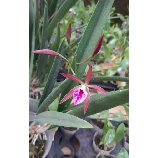 ANGGREK EULOPHIA PETERSII - ANGGREK GURUN