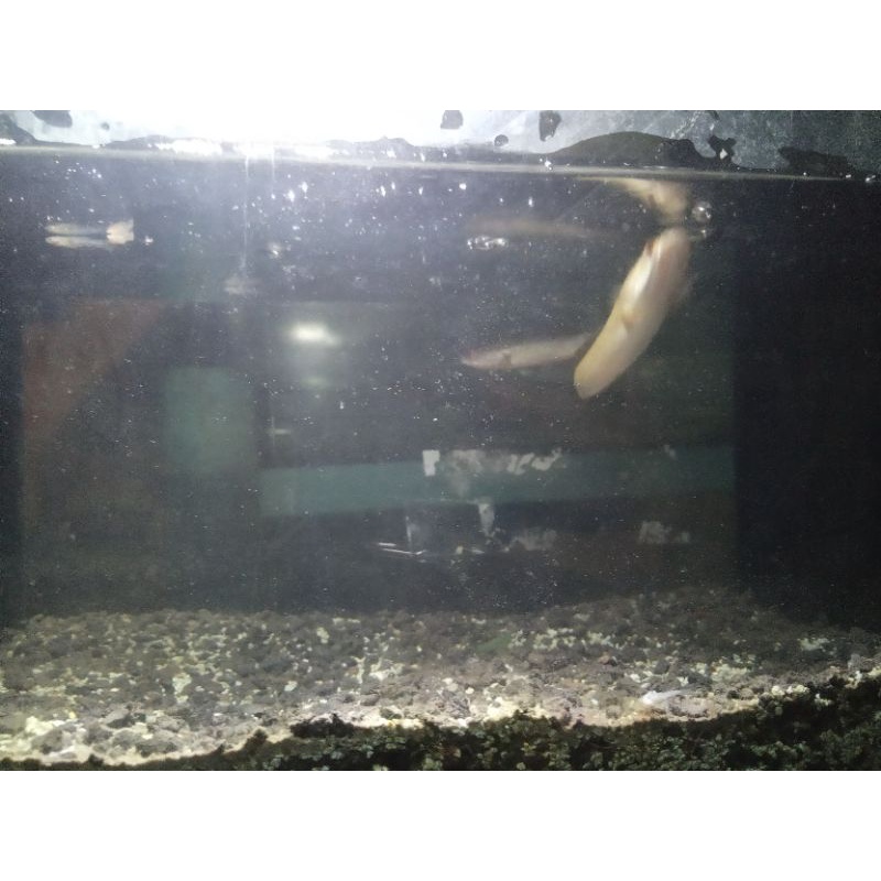 Cana,maru,yellow,sentarum