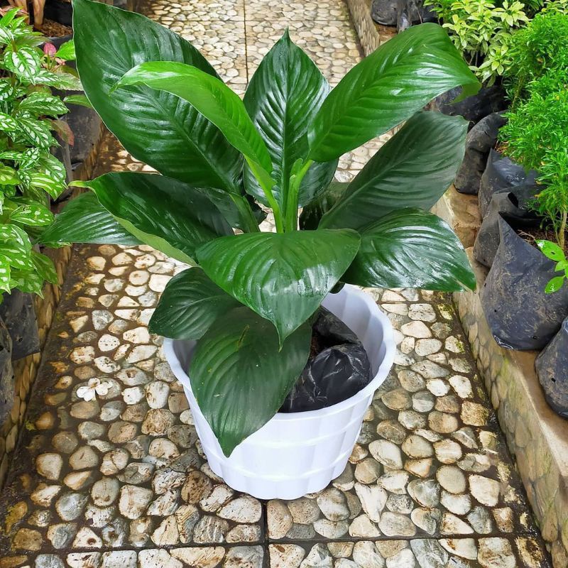 Tanaman hias manaloa bangkok