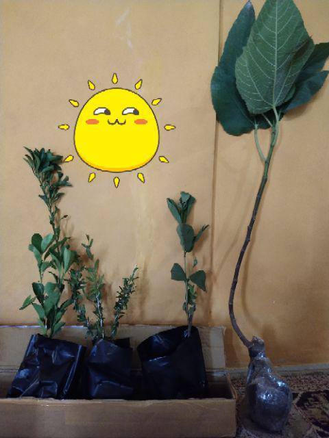 Tanaman Bonsai Delima Mini