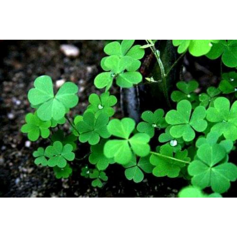 

Daun semangi sawah segar per 1 kg