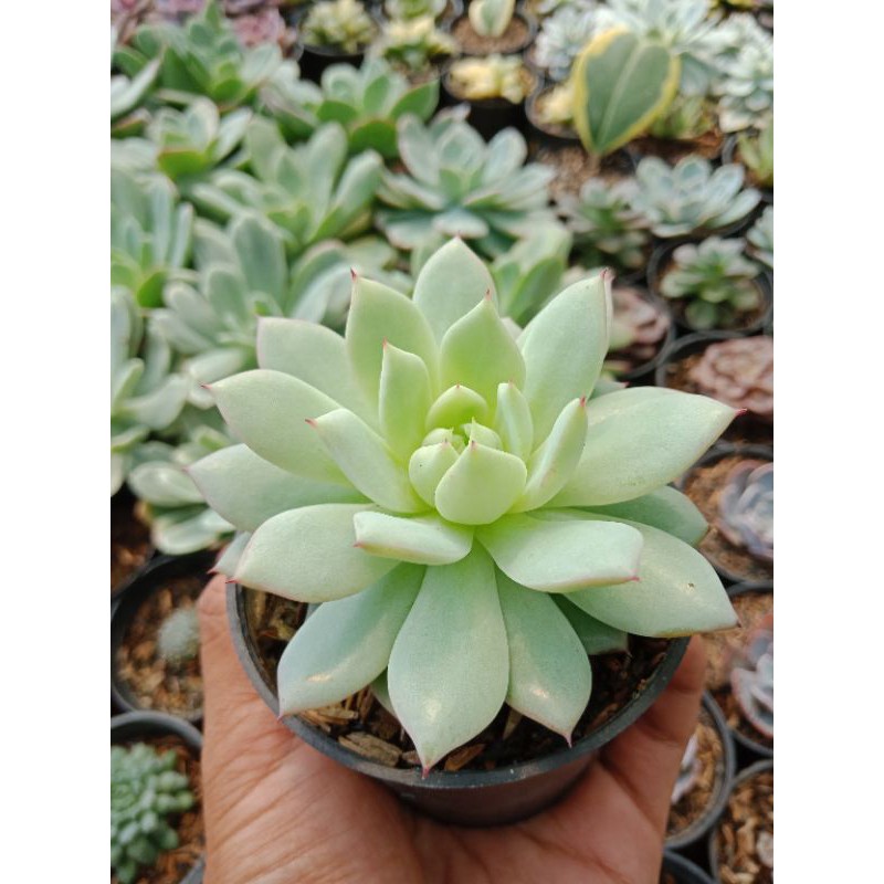 Sukulen Sekulen Echeveria Import Korea Derenbergii " Echeveria Tippy " - Sukulen Bandung